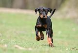 DOBERMANN 302